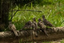 encoded dataset integrity log