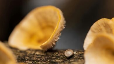 identifier chain integrity log