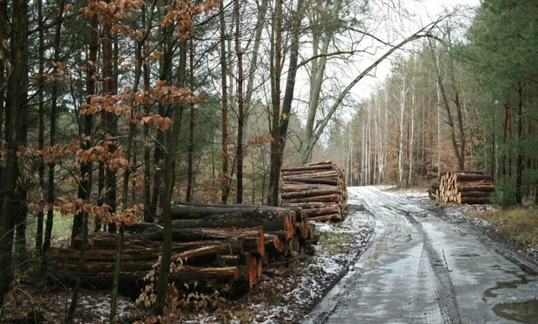 user activity monitoring logs