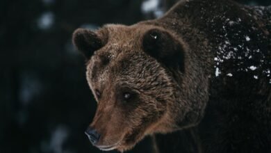 key facts about cbearr022
