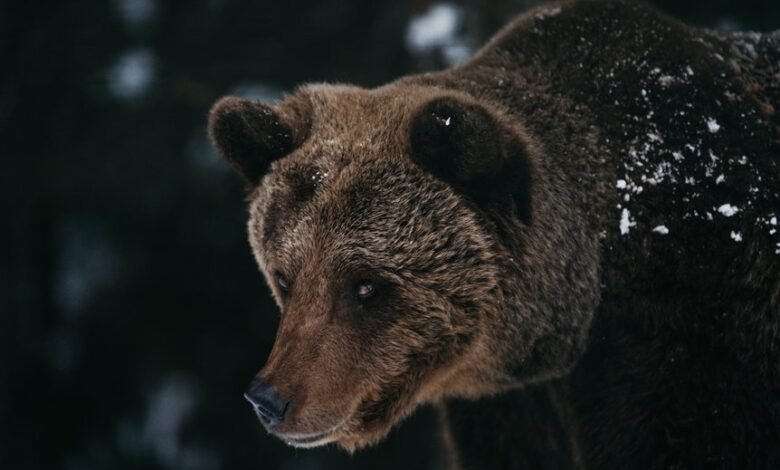 key facts about cbearr022